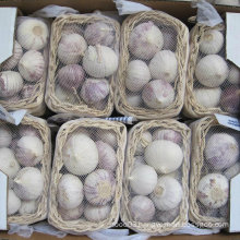 2015 High Quality Red Solo Garlic (4.5cm and up)